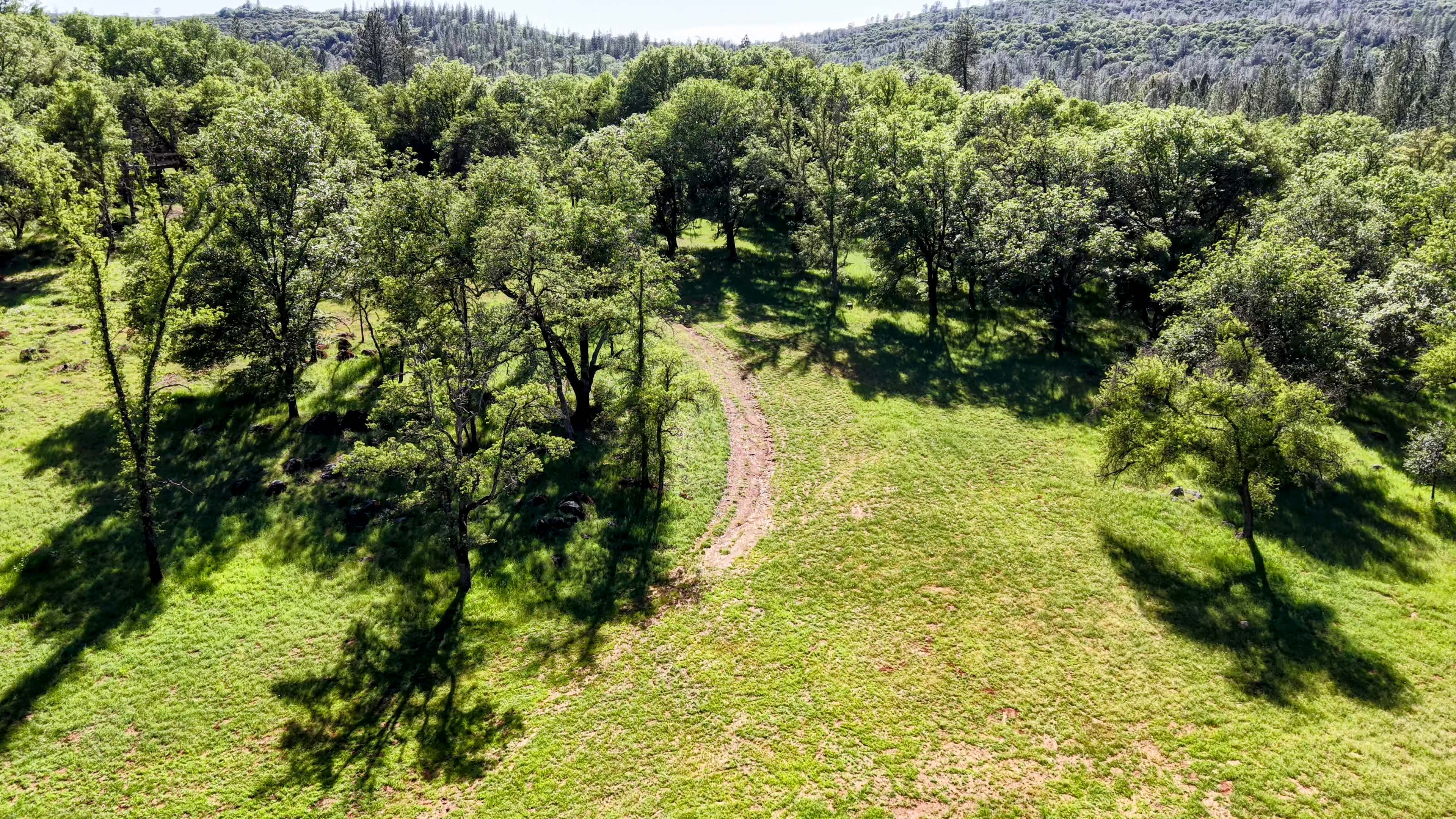 Trail through the trees
